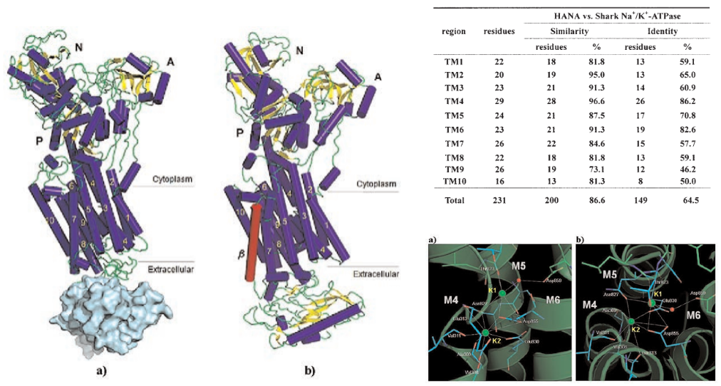 naatpase.png